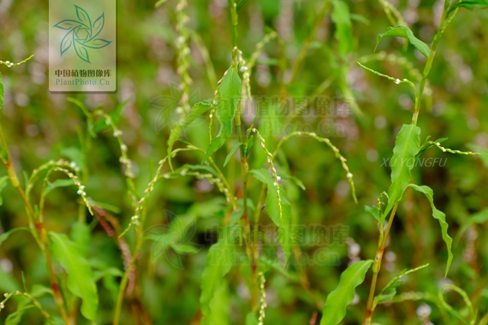 水蓼草药功效与作用,水蓼治疗下身有湿气吗