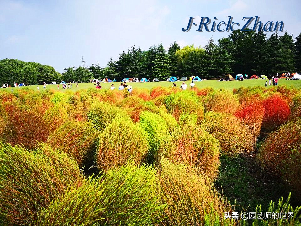 红色地肤草的种植方法,红地肤怎么养