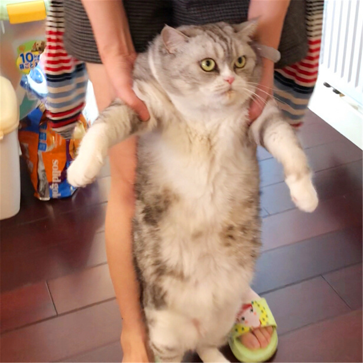 这些名贵的中华田园猫你都知道吗,田园猫哪个品种最稀少