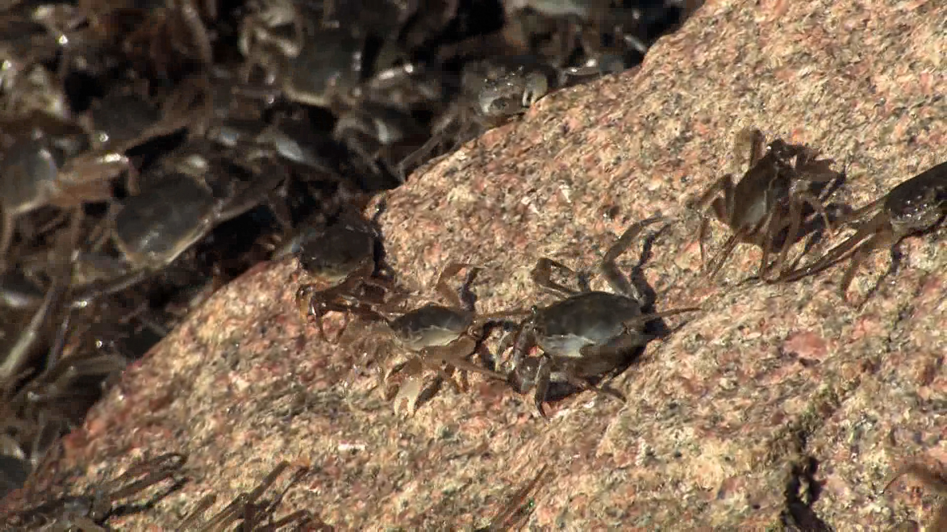 大闸蟹入侵欧洲的危害,大闸蟹在美国泛滥成灾视频