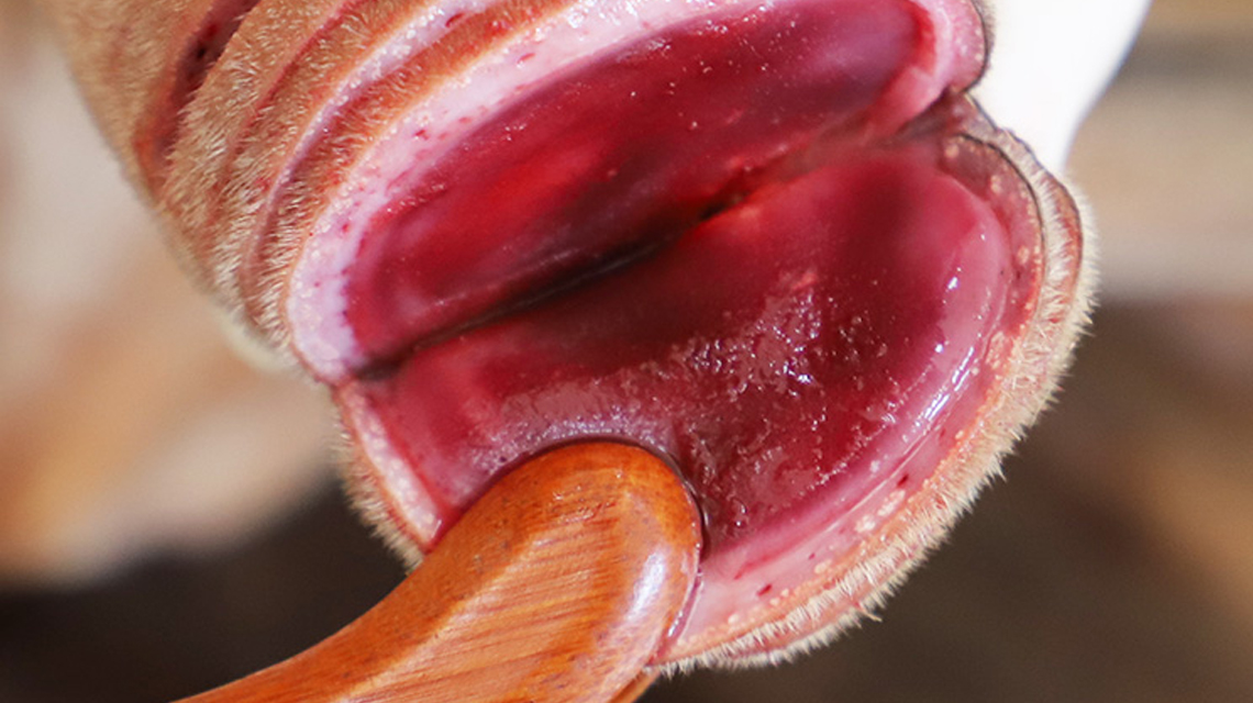 怎么看鹿茸蜡片真假,鹿茸蜡片的真假辨别