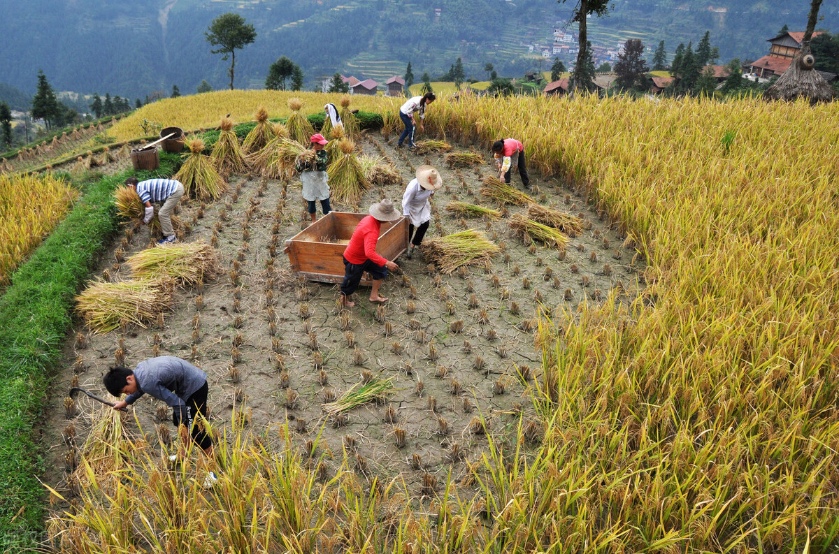 诗经良耜赏析,诗经周颂良耜解析