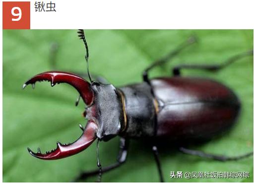 十大最昂贵动物排名,世界十大最贵的动物排行榜