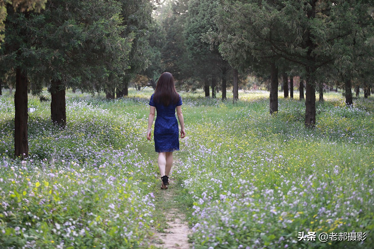 北京二月兰花海旅游,北京最大兰花海在哪里