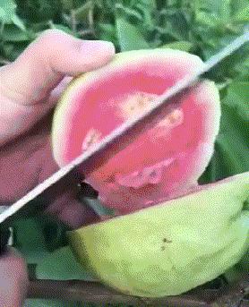 有麒麟臂的女朋友,拥有一个麒麟臂