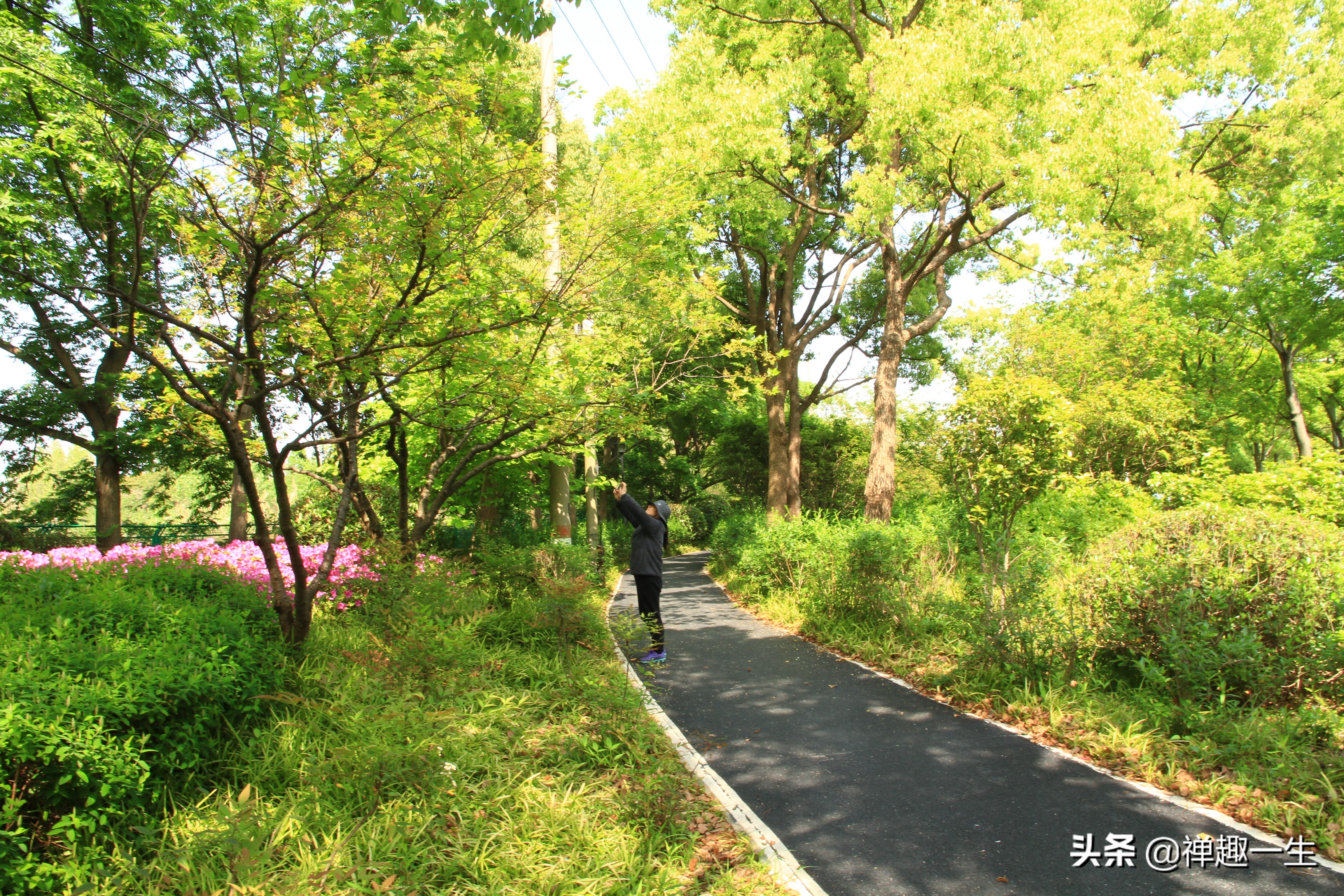 九曲江湾，十里湿地，鸟语花香，沪上最美中心城区，您去过吗？