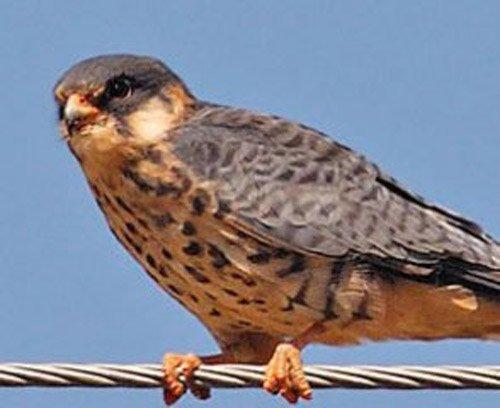 太极拳的养生健身功效,太极拳的健身与健心作用300字