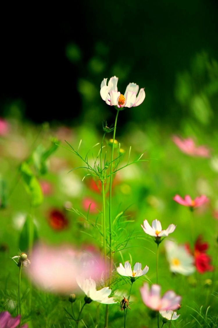 原创蝴蝶恋花,蝶恋花蝴蝶原唱