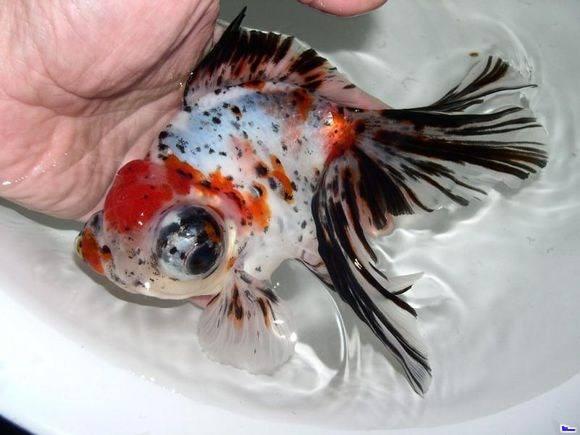 金鱼为什么养着养着就变了颜色,金鱼怎么养才能越来越红