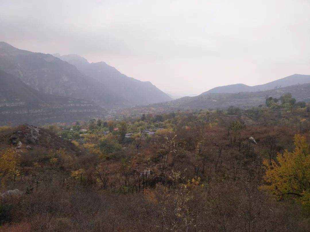 房山南北梯摘柿子,冬天去清凉山摘柿子