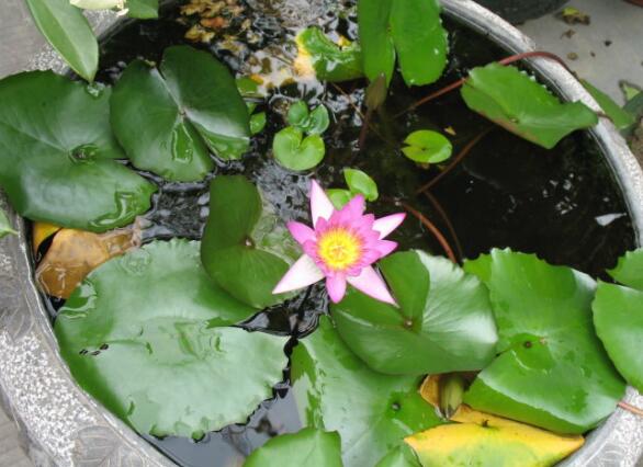 睡莲的水培方法睡莲可以全水养吗,睡莲盆栽种植条件和方法