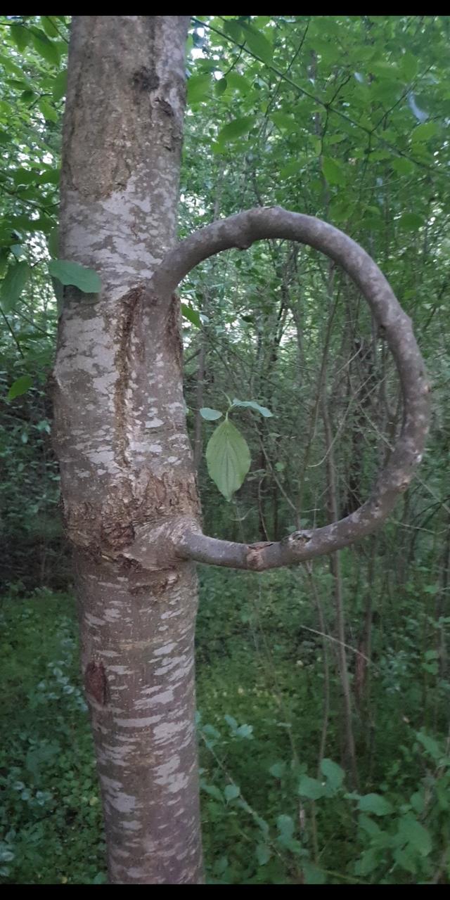 两千年前的水晶杯,两千年前水晶杯