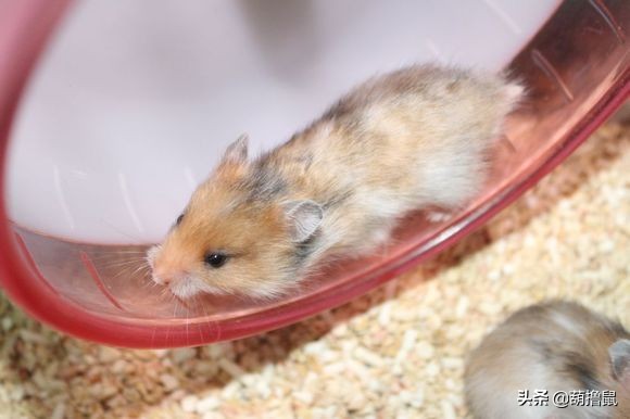 仓鼠怀孕后的注意事项,仓鼠生育注意什么事项图片