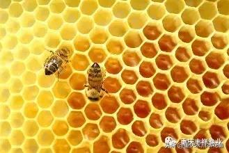 浮游动物饵料大全,各种动物饵料大全