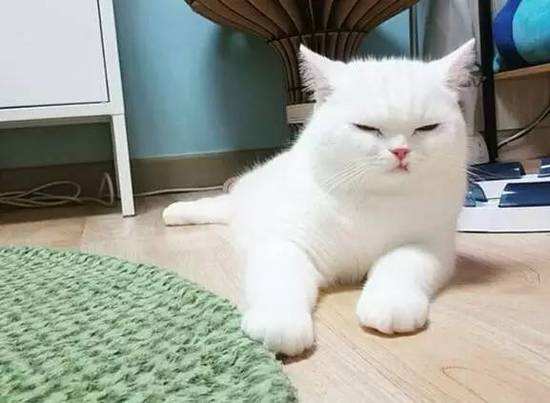 谷登猫咪排毛膏,猫咪排毛球产品化毛膏