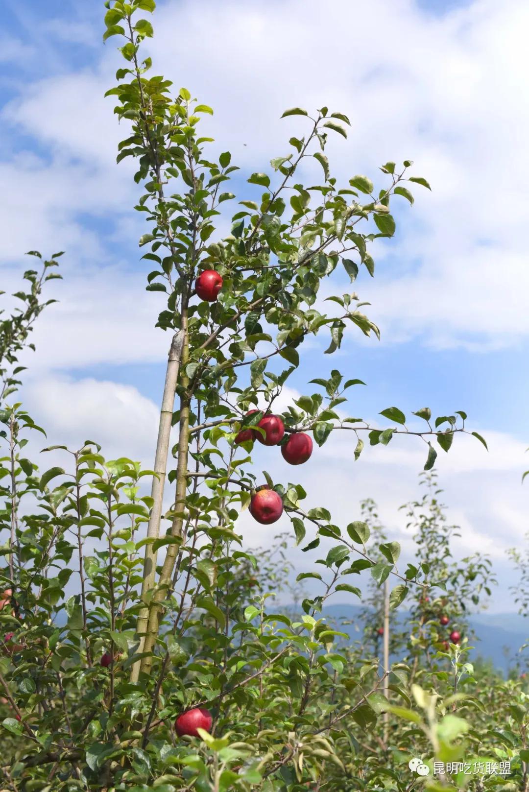 自驾29分钟到，昆明边大片红将军成熟可摘，1口糖心甜蜜又多汁