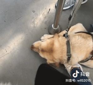 导盲犬被踩了也不敢出声怎么办,导盲犬在地铁压到脚原视频