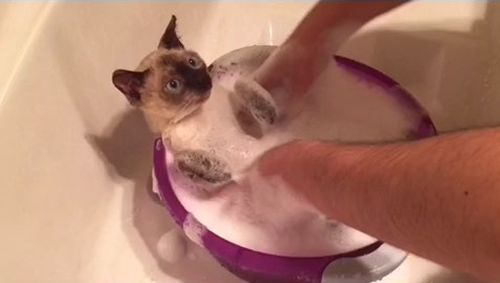 人得了猫癣怎么防止它越长越多 (猫病猫藓)