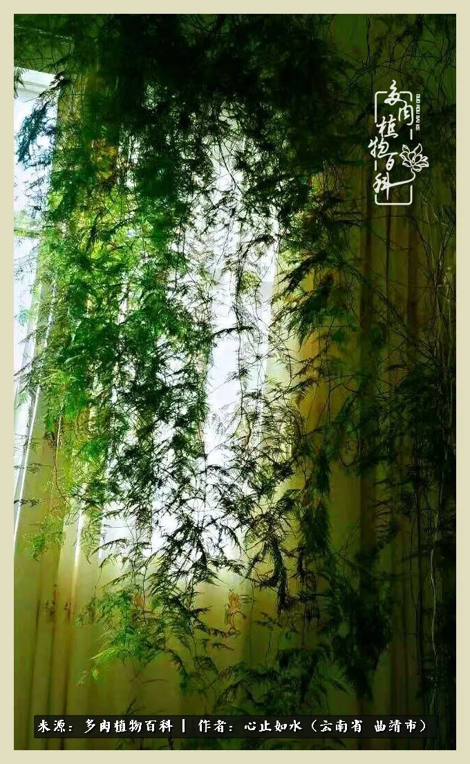 景德镇精品拇指多肉盆,轻奢多肉拇指盆3.5