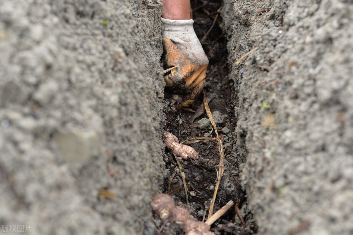 生姜的种植方法具体步骤,生姜种植方法姜芽向下还是向上