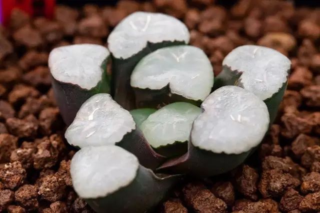 多肉植物好养又容易开花,长相怪异的9种多肉植物