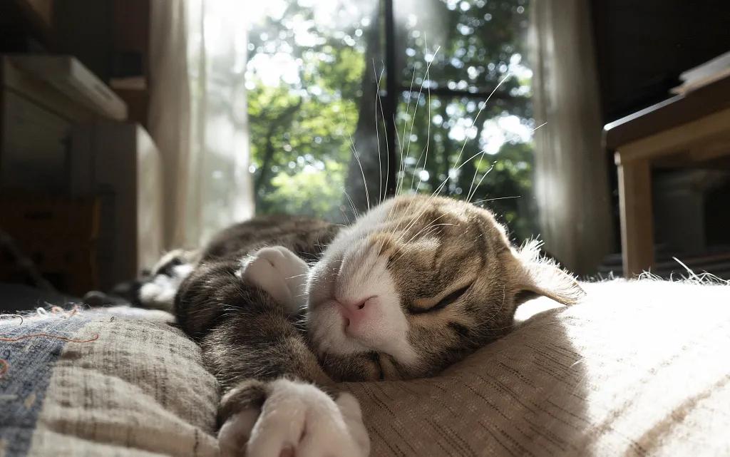 宠爱有家小说,宠爱有家猫粮怎么样