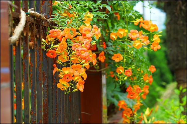 多头蔷薇爬藤一株能长多少,爬藤蔷薇一颗种子就是一株吗