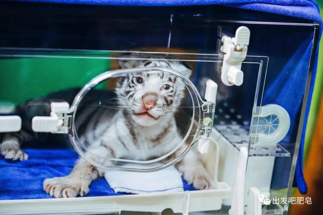 长隆飞鸟乐园怎么去长隆欢乐世界,汉溪长隆地铁站去长隆飞鸟乐园