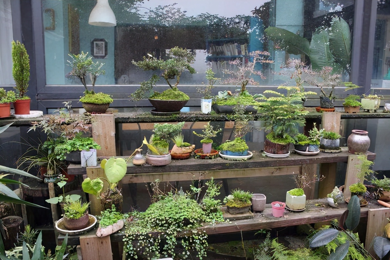 看盆景展里赏心悦目的盆景 (家有盆景茶余饭后赏心悦目)