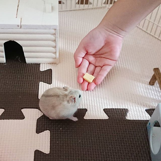 仓鼠到新环境一直咬笼子是怎么了,仓鼠突然很焦躁疯狂咬笼怎么了