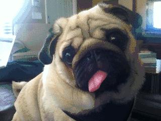 为什么狗的舌头那么长,狗的舌头为啥会长毛