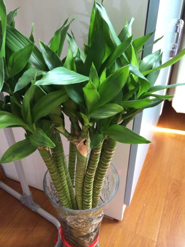 富贵竹长得又细又高怎么修剪,富贵竹长得太细太高怎么剪