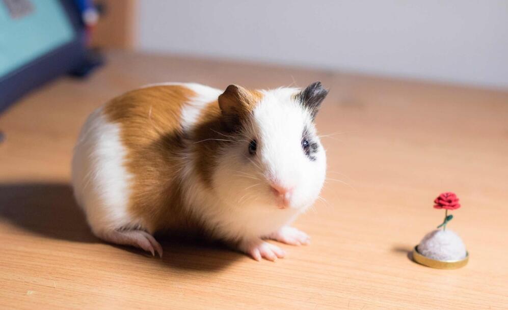 养殖荷兰猪价值多少,养殖荷兰猪一般多少钱一只