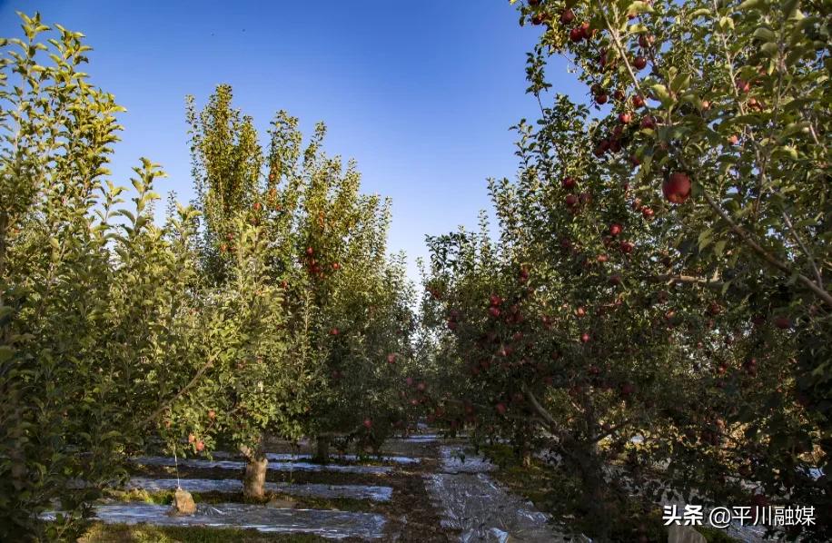 又香又脆又甜的苹果,好吃的苹果又脆又甜青苹果