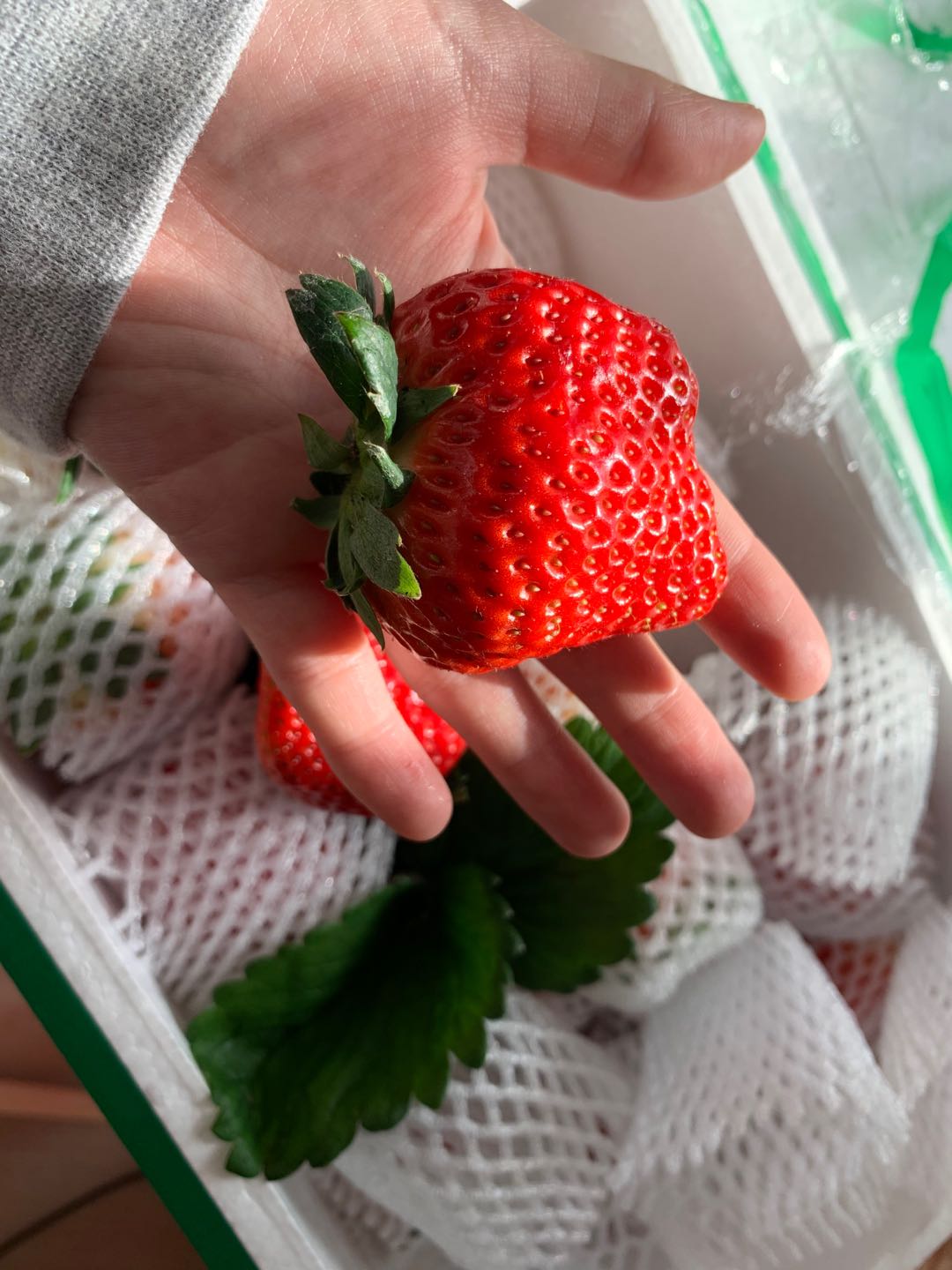 东港草莓一斤多少钱,丹东东港99草莓苗预定