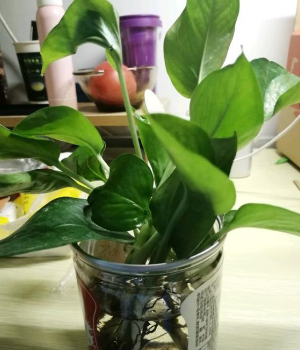 水培绿萝怎样养才能茂盛一点,水培绿萝如何维持旺盛生长