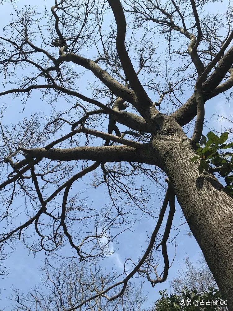 越王峥大峡谷：风景壮美，迷倒众生