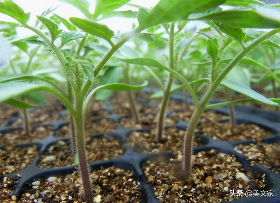 阳台小菜园手把手教你种菜,农家小院立体式种菜技巧