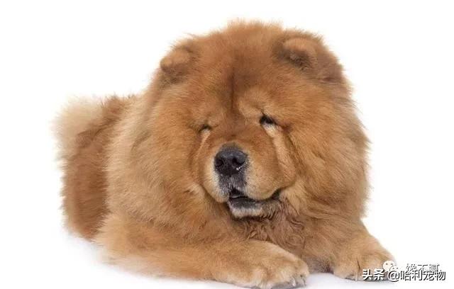 松狮犬优点和缺点,松狮犬的5大缺点劝你最好别养