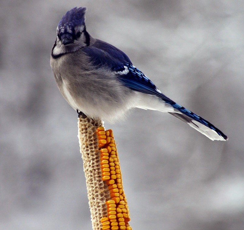 玉米种植防鸟小妙招,玉米成熟期防鸟的最佳方法
