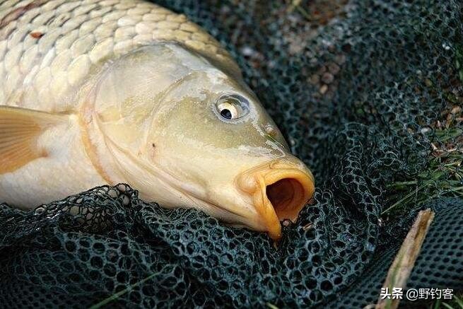 野钓鲤鱼不开口怎么回事,钓鲤鱼鱼不开口的解决方法
