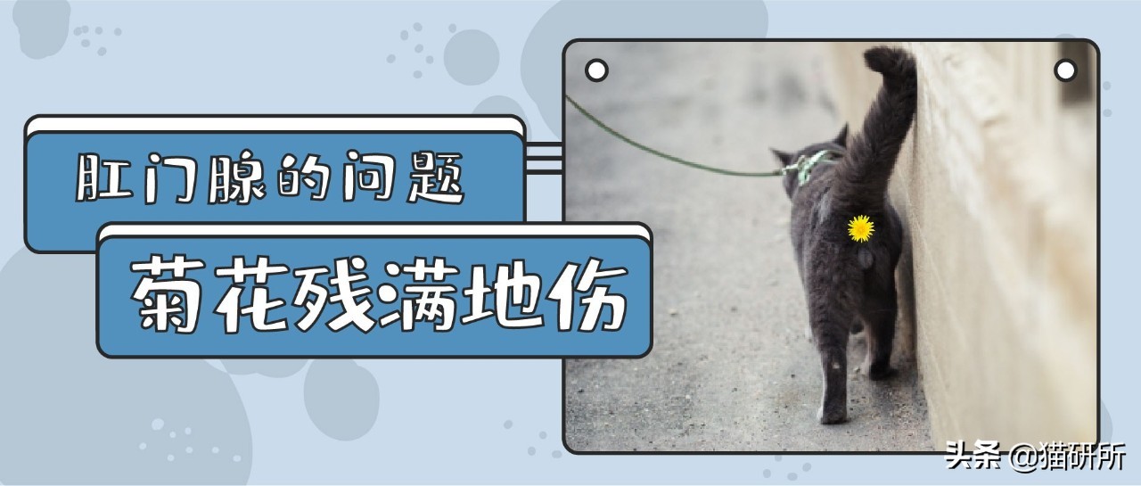 猫咪一定要挤肛吗,猫咪要不要定时挤肛腺