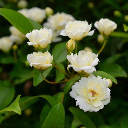 国内一种花，开花时比香水都香，花期长又好养，誉为天下第一香