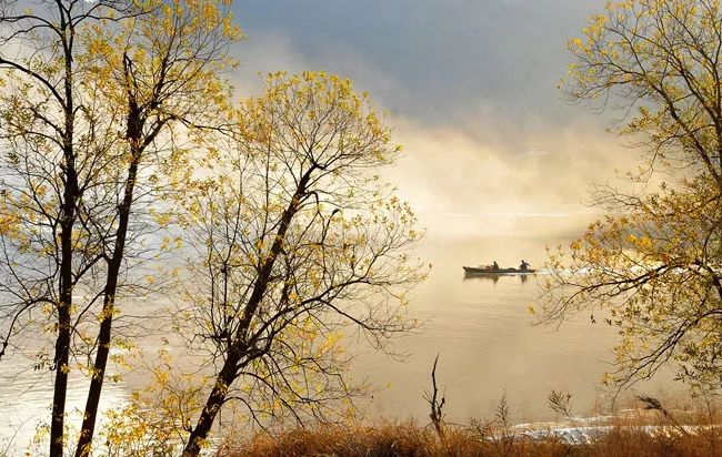 温州秋冬的银杏树确实美,温州最原生态银杏