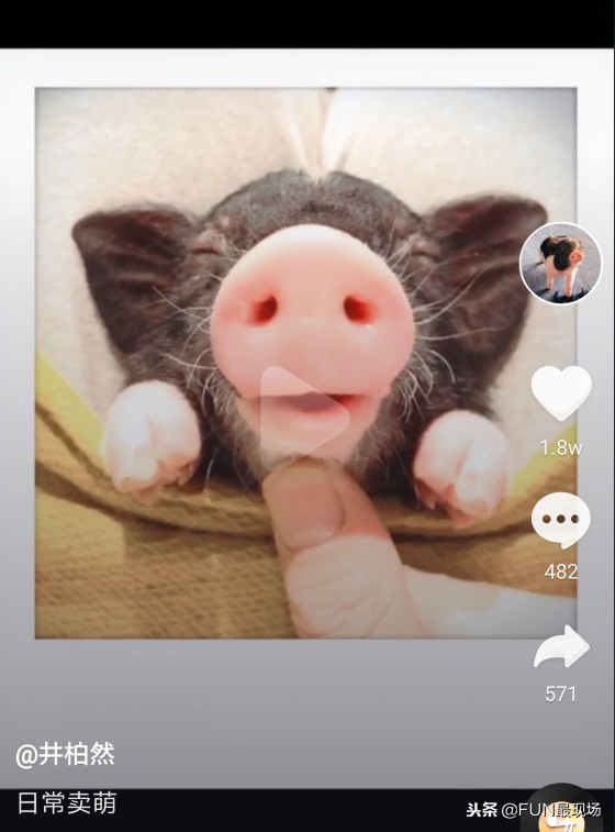 井柏然抖音小猪,井柏然给白敬亭送小猪佩奇