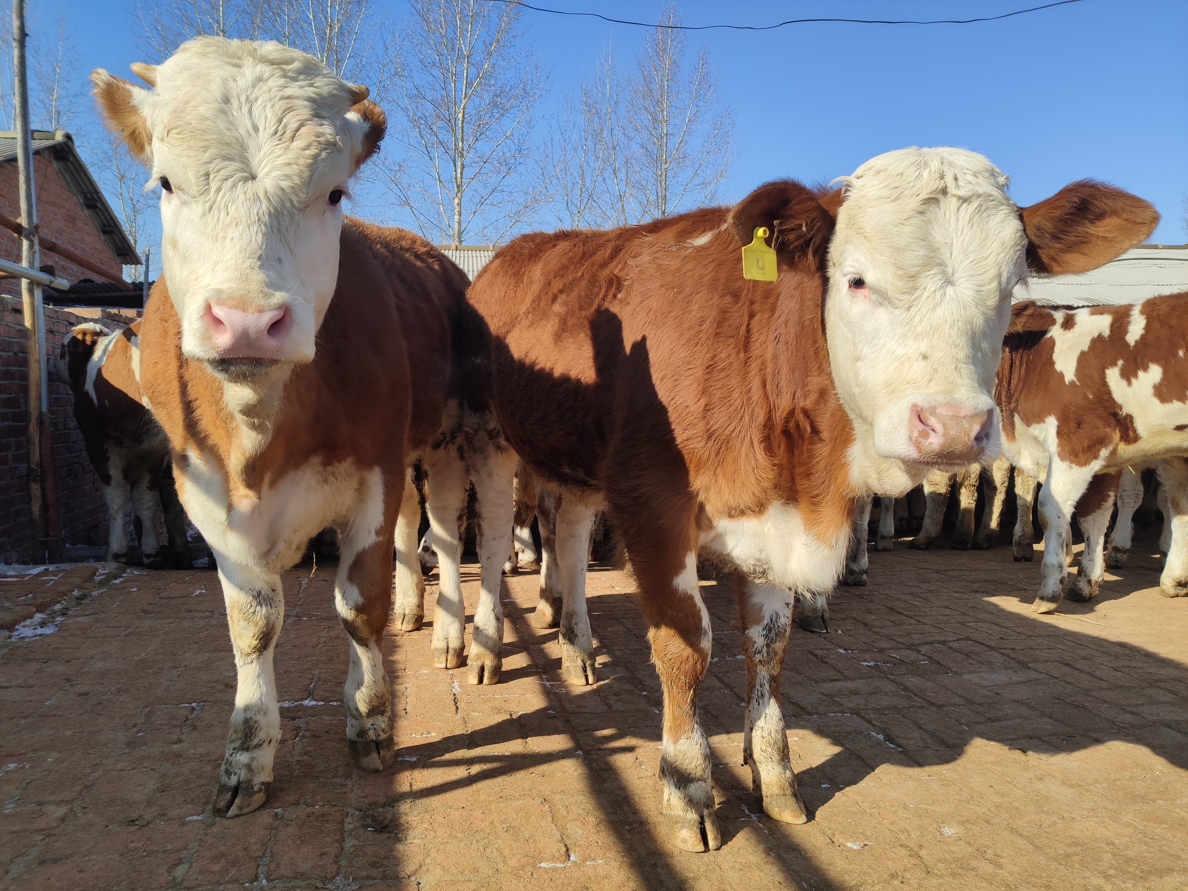 牛养殖现在牛价降价了吗,养殖牛价格行情走势分析