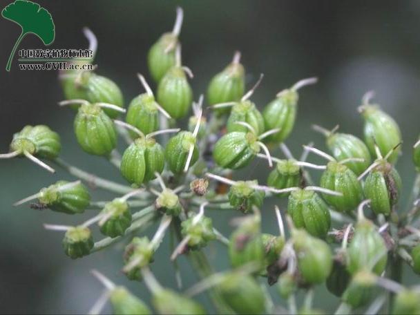 藁本神农本草经,神农本草经葛根原文