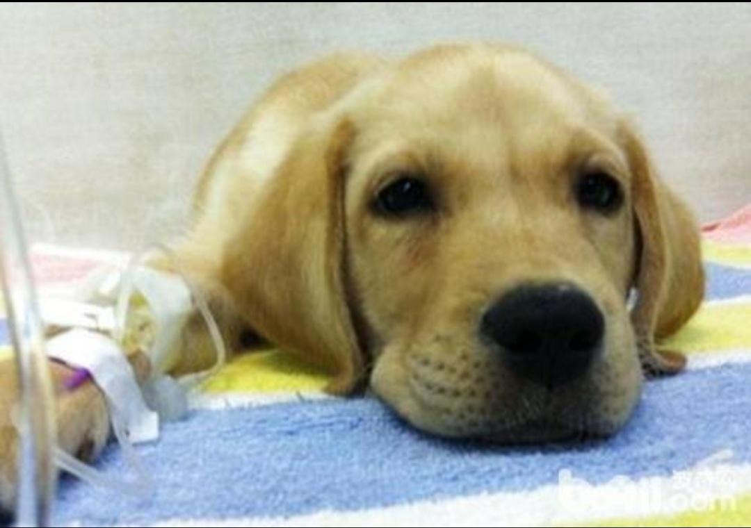 宠物打针漏液是怎么回事,狗狗输液漏针后严重吗