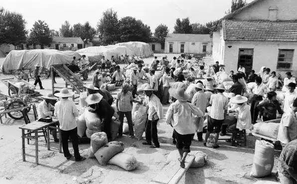 六七十年农民交公粮照片,老百姓上缴公粮场面