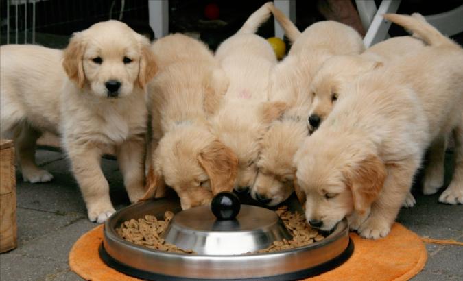 挑选什么牌子的狗粮最好,狗粮哪个牌子好如何挑选好狗粮